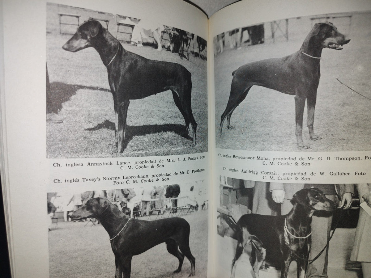 166- Todo Sobre El Dobermann Pinscher - I. Z. Spirer, E. Miller - 1987