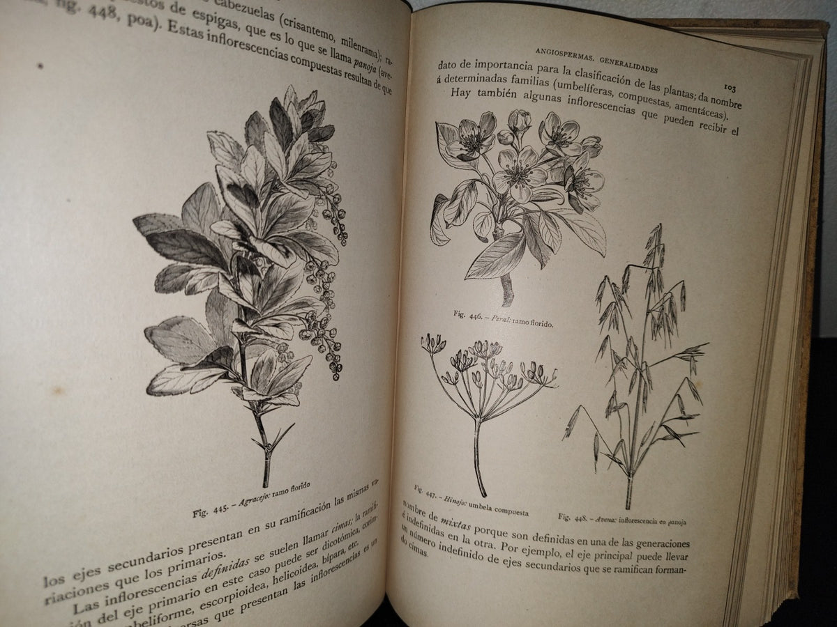 64- Historia Natural. Botánica. Don Odón De Buen, Tomo Décimo. Botánica Iii - 1920