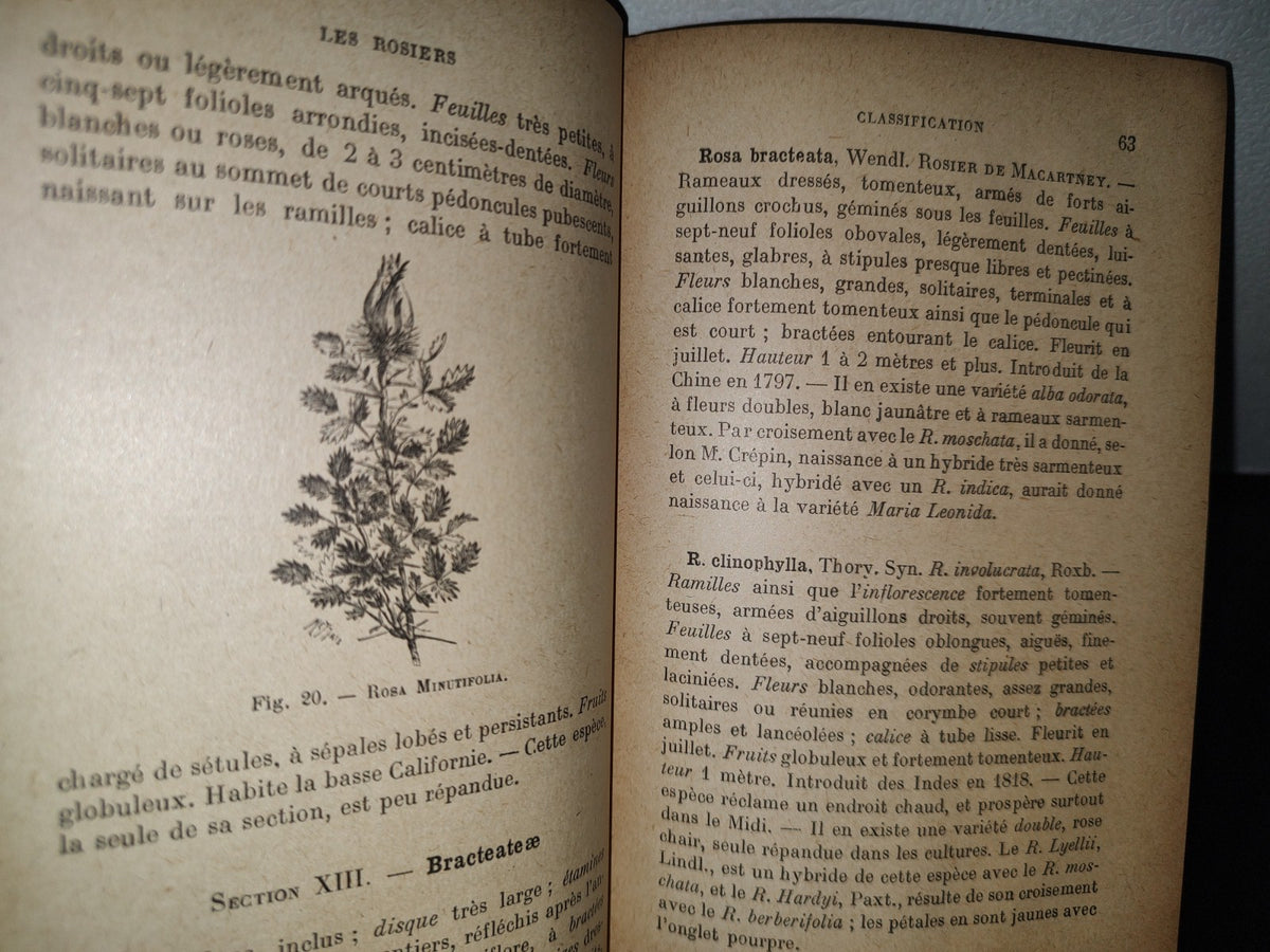 64- Francés. Les Rosiers - Cochet-Cochet, S. Mottet - 1925