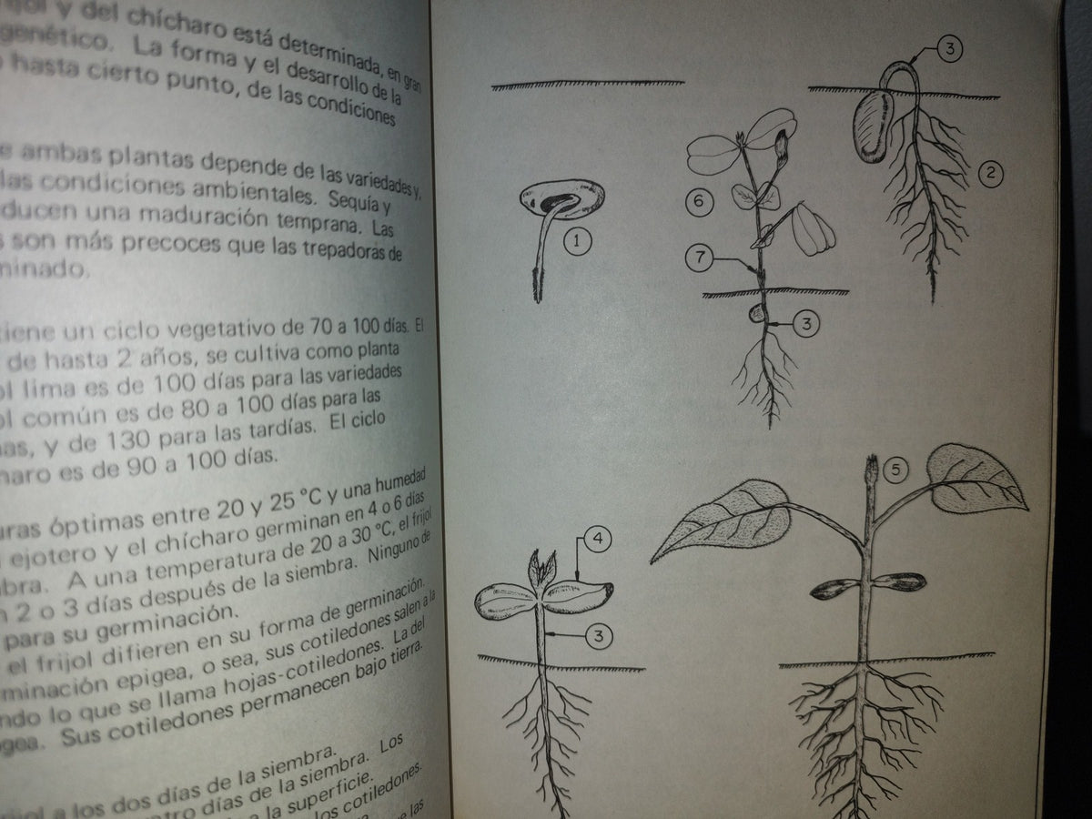 96- Frijol Y Chícharo - Manuales Para Educación Agropecuaria - Trillas