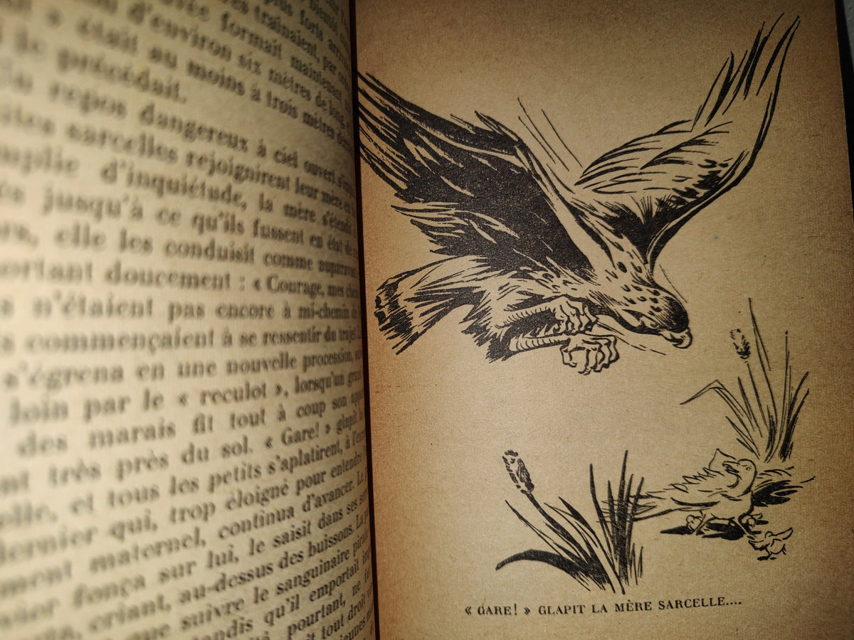 201- Krag Le Mouflon - E. T. Seton - Hachette, 1954