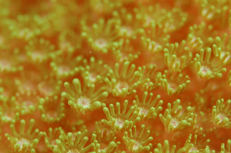 Biología, Ciencias Naturales y Temas Afines