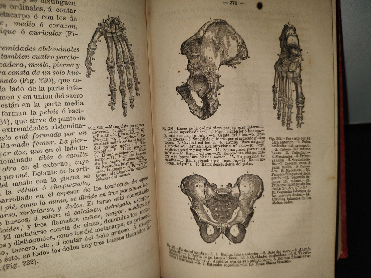63- Manual De Historia Natural - Manuel María José De Galdo. Madrid: Librería De D. G. Hernando 1880