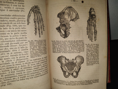 63- Manual De Historia Natural - Manuel María José De Galdo. Madrid: Librería De D. G. Hernando 1880