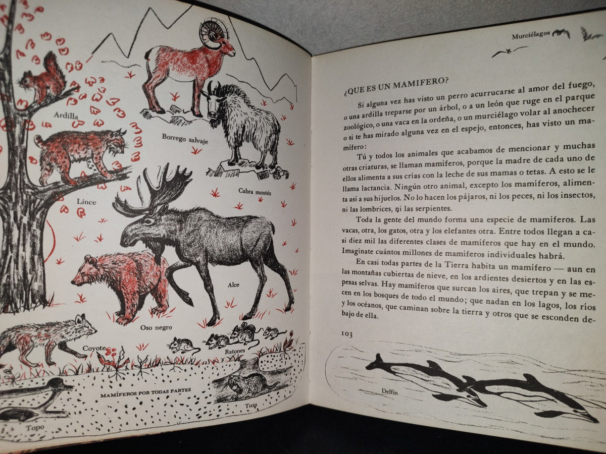 145- Mis Primeros Conocimientos. Animales Prehstóricos, Mamíferos... - Editorial Cumbre 1981