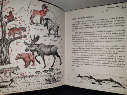 145- Mis Primeros Conocimientos. Animales Prehstóricos, Mamíferos... - Editorial Cumbre 1981