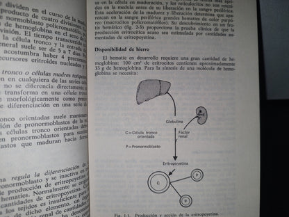 93- Introducción A La Hematología - Samuel I. Rapaport