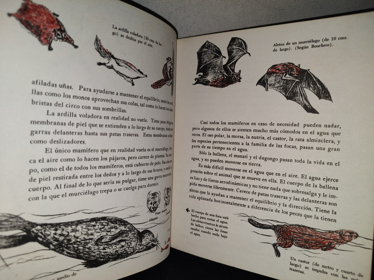 145- Mis Primeros Conocimientos. Animales Prehstóricos, Mamíferos... - Editorial Cumbre 1981