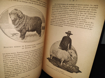 59- Ovejas Y Cabras - M. Escandón - Madrid, Ángel De San Martín, Librero Editor - 1900'S