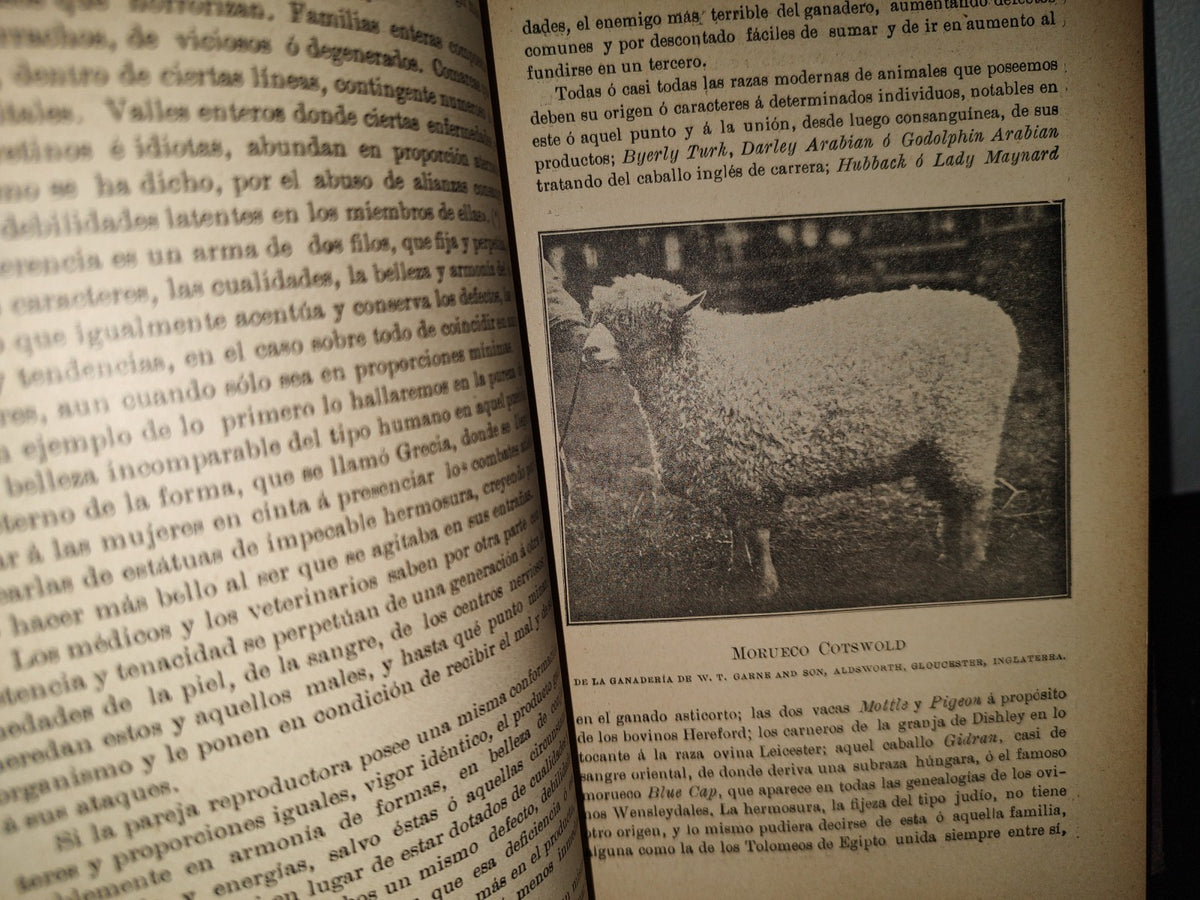 59- Ovejas Y Cabras - M. Escandón - Madrid, Ángel De San Martín, Librero Editor - 1900'S