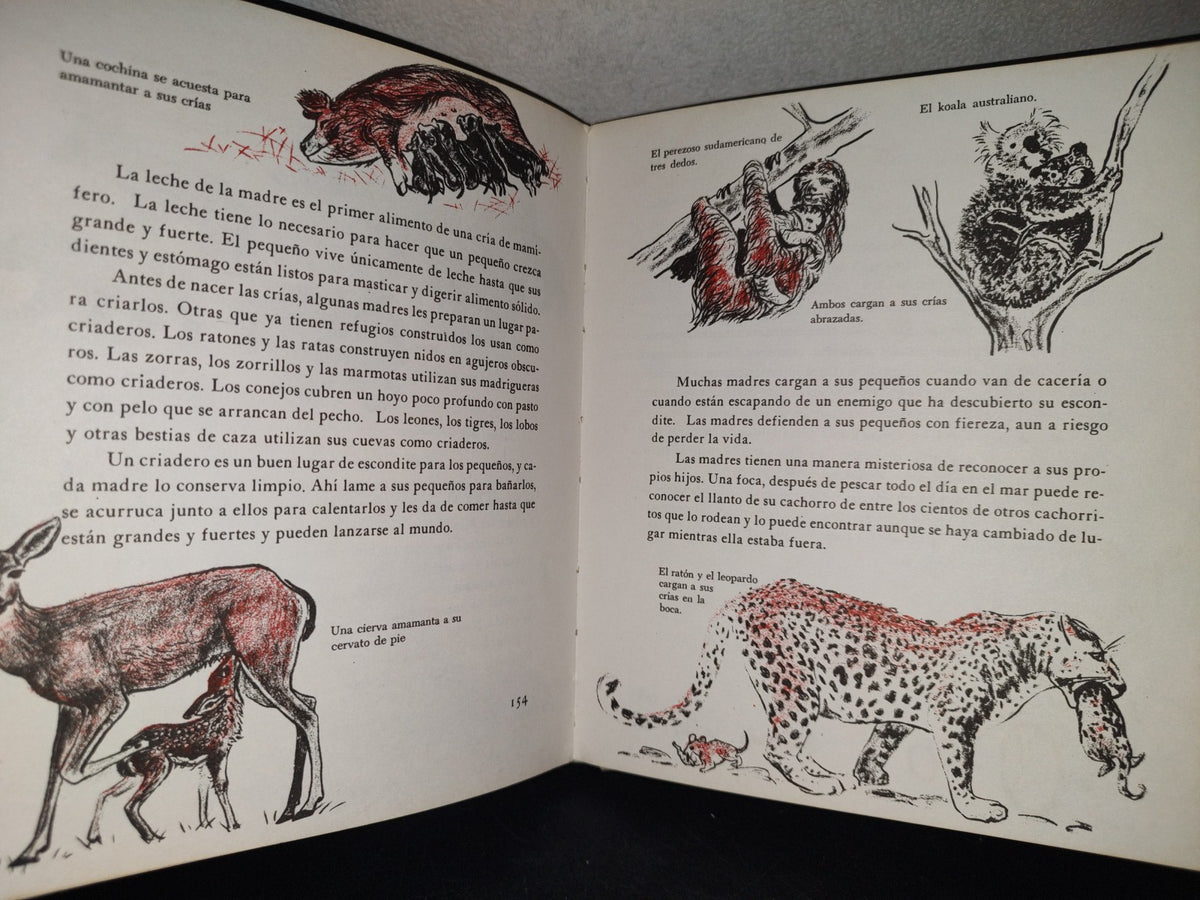 145- Mis Primeros Conocimientos. Animales Prehstóricos, Mamíferos... - Editorial Cumbre 1981