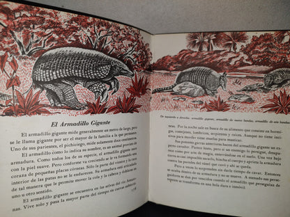 145- Mis Primeros Conocimientos. Animales Prehstóricos, Mamíferos... - Editorial Cumbre 1981