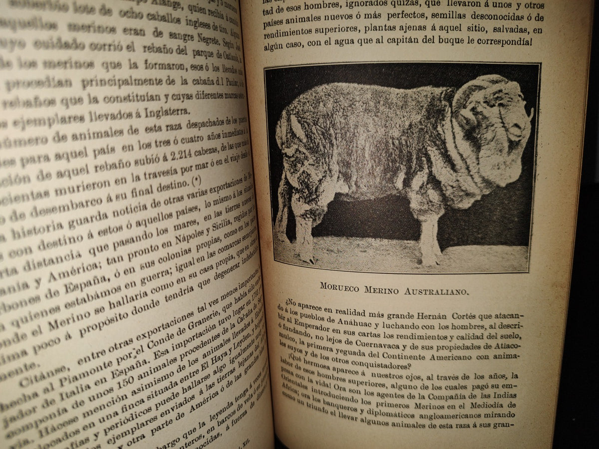 59- Ovejas Y Cabras - M. Escandón - Madrid, Ángel De San Martín, Librero Editor - 1900'S