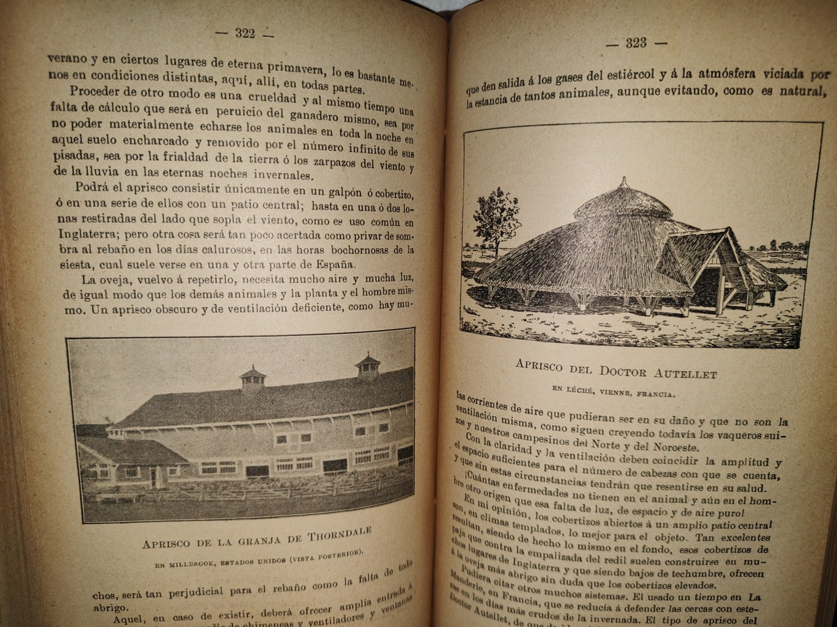 59- Ovejas Y Cabras - M. Escandón - Madrid, Ángel De San Martín, Librero Editor - 1900'S