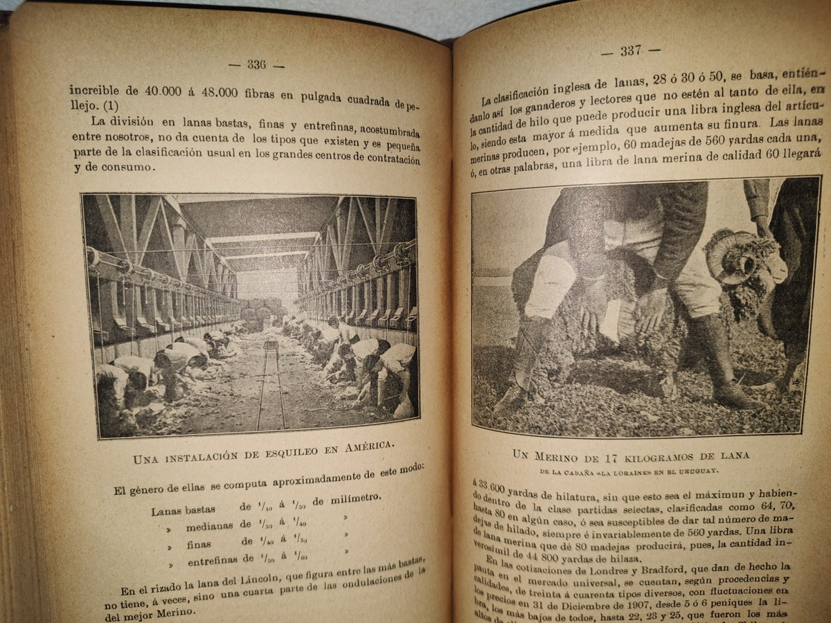59- Ovejas Y Cabras - M. Escandón - Madrid, Ángel De San Martín, Librero Editor - 1900'S