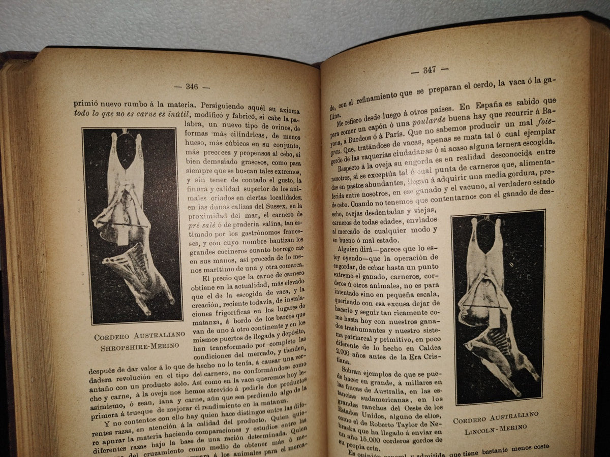 59- Ovejas Y Cabras - M. Escandón - Madrid, Ángel De San Martín, Librero Editor - 1900'S