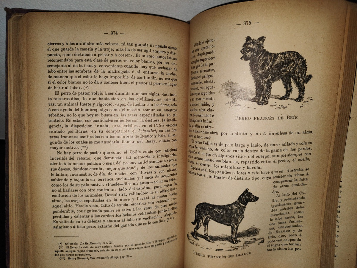 59- Ovejas Y Cabras - M. Escandón - Madrid, Ángel De San Martín, Librero Editor - 1900'S