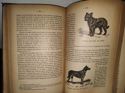 59- Ovejas Y Cabras - M. Escandón - Madrid, Ángel De San Martín, Librero Editor - 1900'S