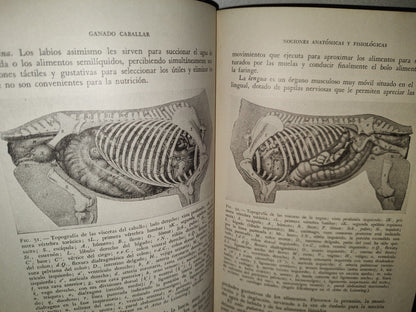 48- Ganado Caballar - José Maria Beltrán - Salvat Editores, S. A., Primera Edición, 1954