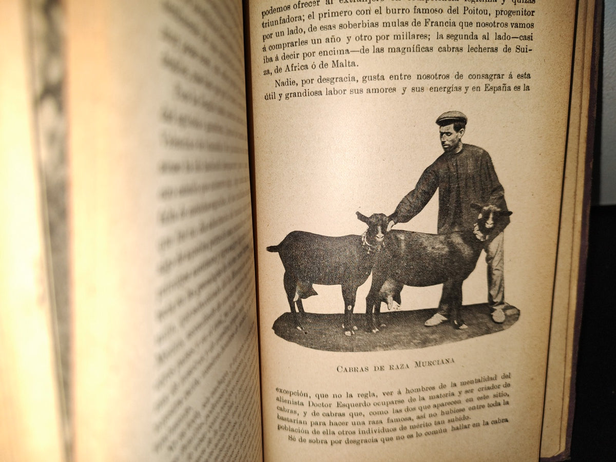 59- Ovejas Y Cabras - M. Escandón - Madrid, Ángel De San Martín, Librero Editor - 1900'S