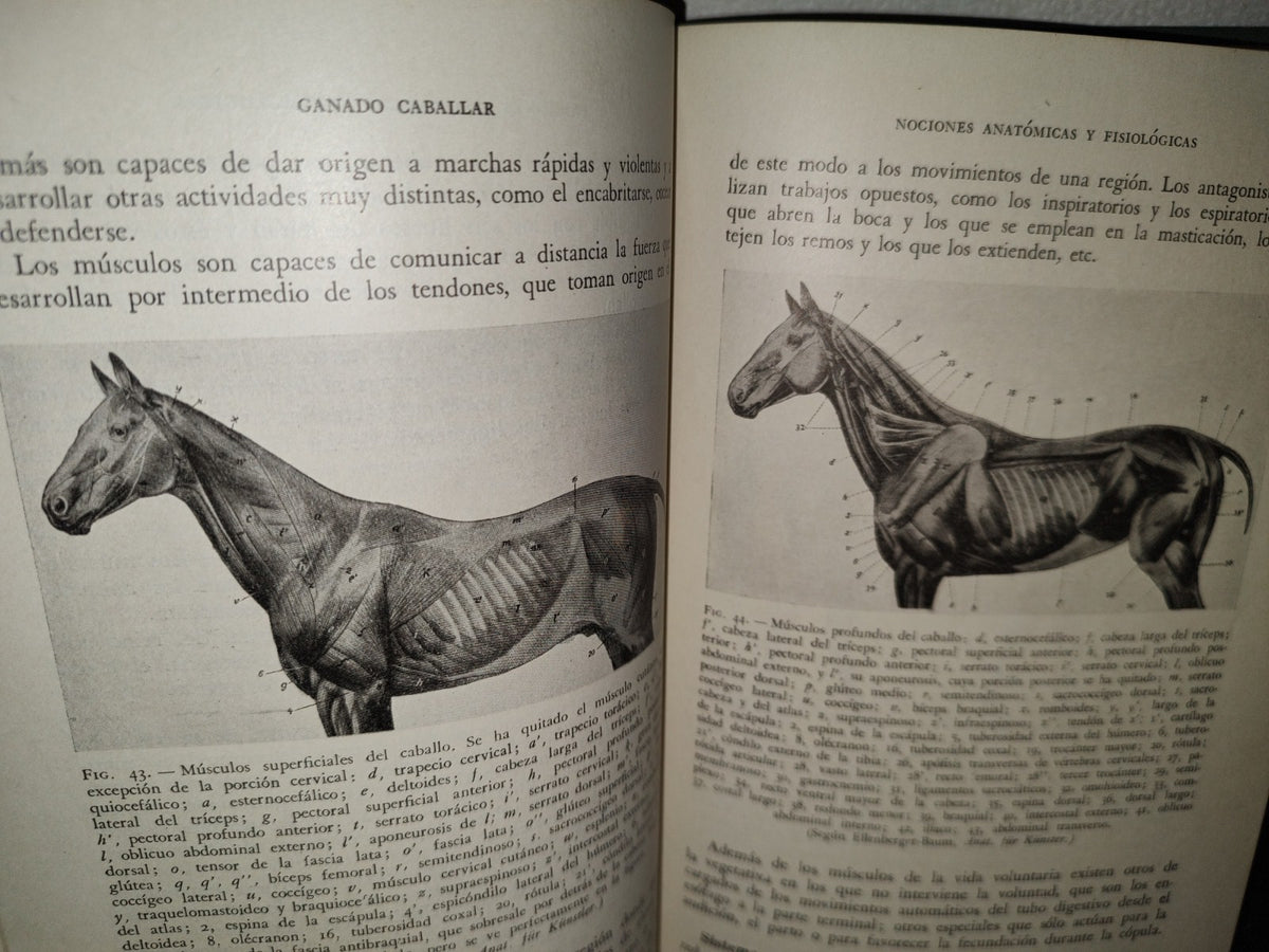 48- Ganado Caballar - José Maria Beltrán - Salvat Editores, S. A., Primera Edición, 1954