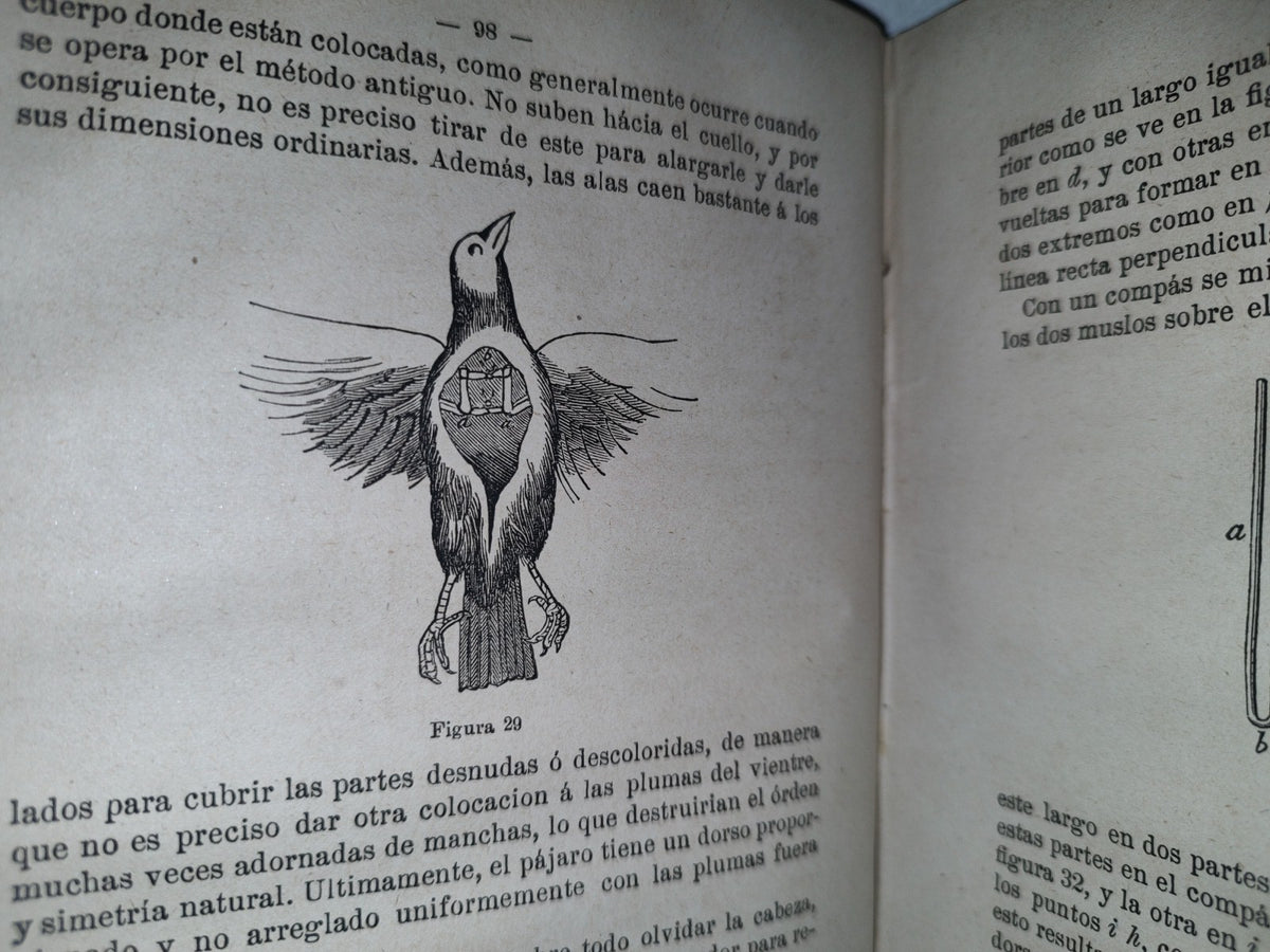 91- Taxidermia. Manual Práctico Del Disecador De Animales Y Plantas - Manuel Llofriu - Madrid. Librería De Cuesta, 1885