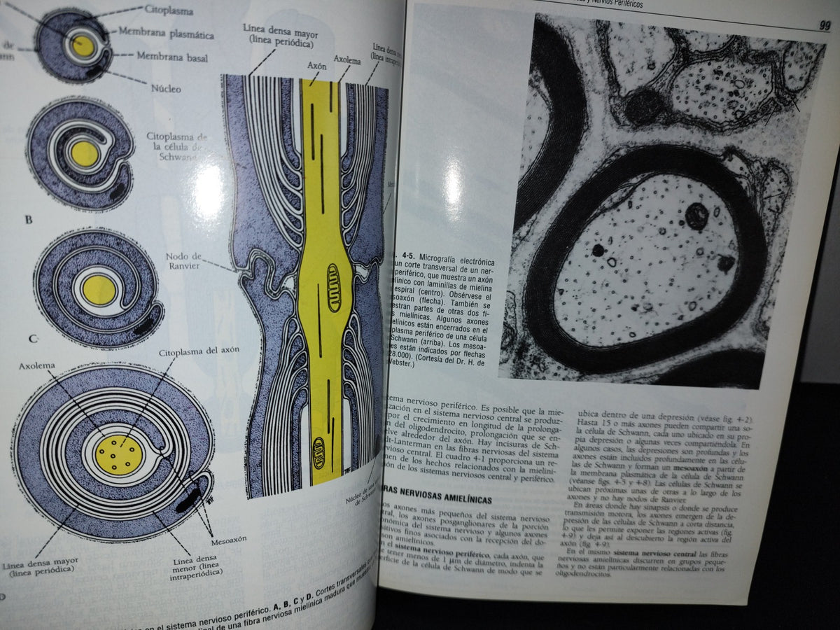 57- Neuroanatomía Clínica. Cuarta Edición - Richard S. Snell - 1999
