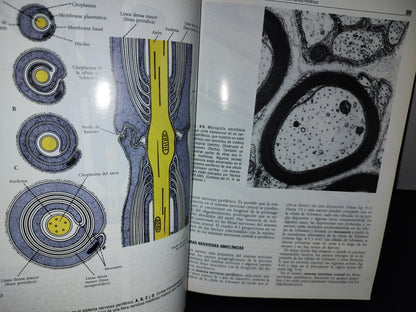 57- Neuroanatomía Clínica. Cuarta Edición - Richard S. Snell - 1999