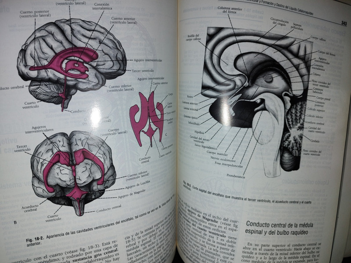 57- Neuroanatomía Clínica. Cuarta Edición - Richard S. Snell - 1999