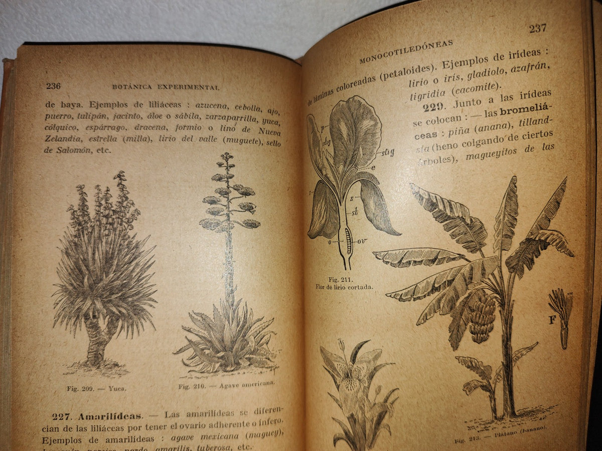 59- Botánica Experimental G. M. Bruño - Librería De La Vda. De C. Bouret, 1922