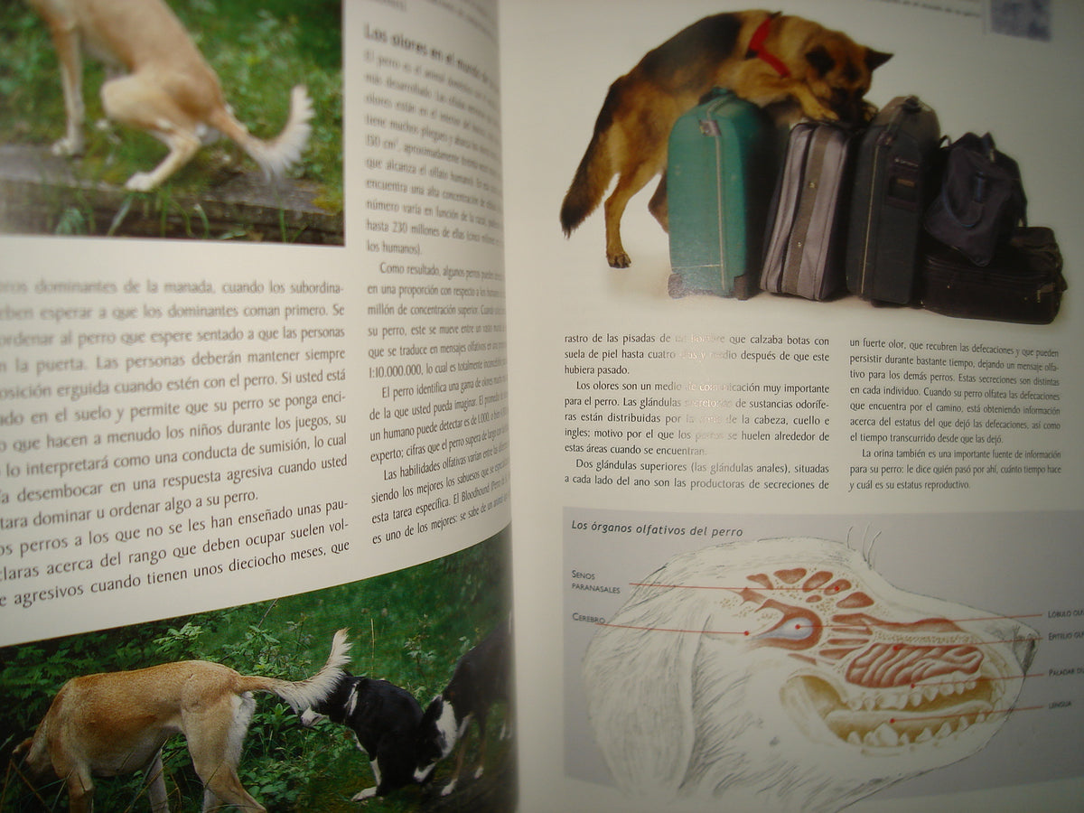 1- Manual Para El Cuidado Del Perro - Graham Meadows