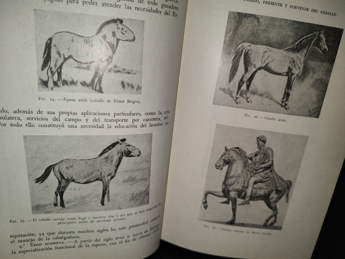 48- Ganado Caballar - José Maria Beltrán - Salvat Editores, S. A., Primera Edición, 1954