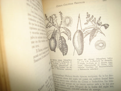 161- Cultivo Y Mejoramiento De Plantas Tropicales Y Subtropicales - J. J. Ochse, M. J. Soule, Jr. - Limusa