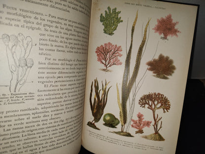 64- Historia Natural. Botánica. Don Odón De Buen, Tomo Octavo. Botánica I - 1920