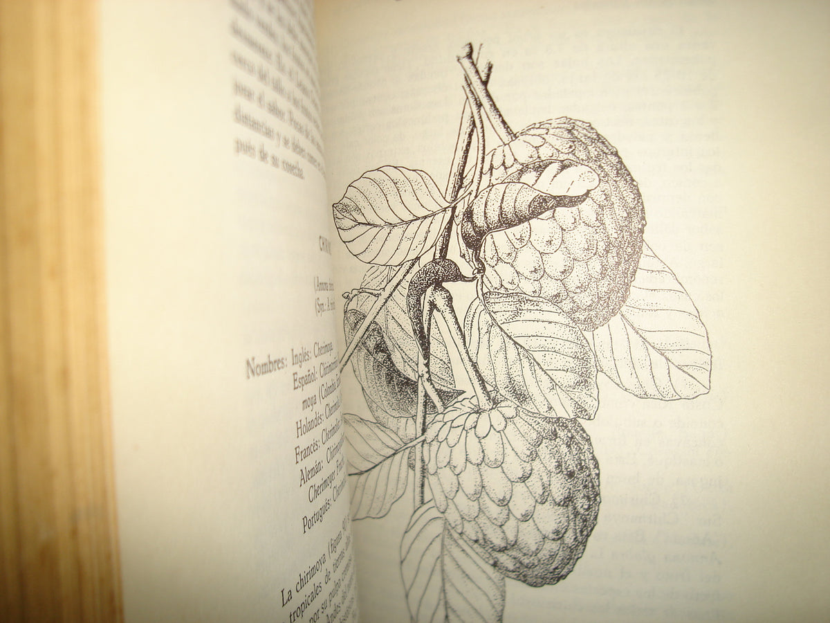 161- Cultivo Y Mejoramiento De Plantas Tropicales Y Subtropicales - J. J. Ochse, M. J. Soule, Jr. - Limusa