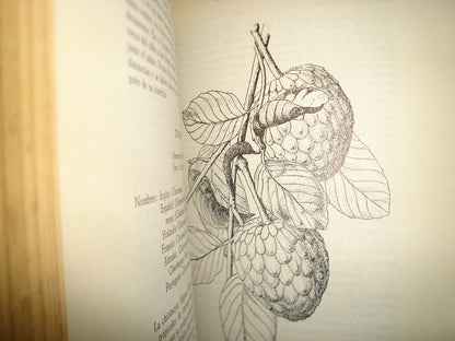 161- Cultivo Y Mejoramiento De Plantas Tropicales Y Subtropicales - J. J. Ochse, M. J. Soule, Jr. - Limusa