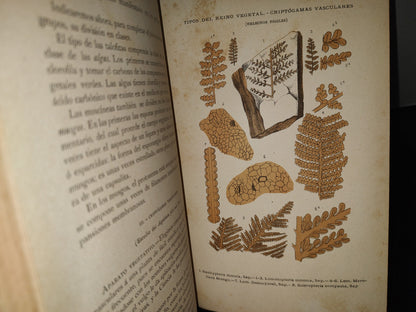 64- Historia Natural. Botánica. Don Odón De Buen, Tomo Octavo. Botánica I - 1920