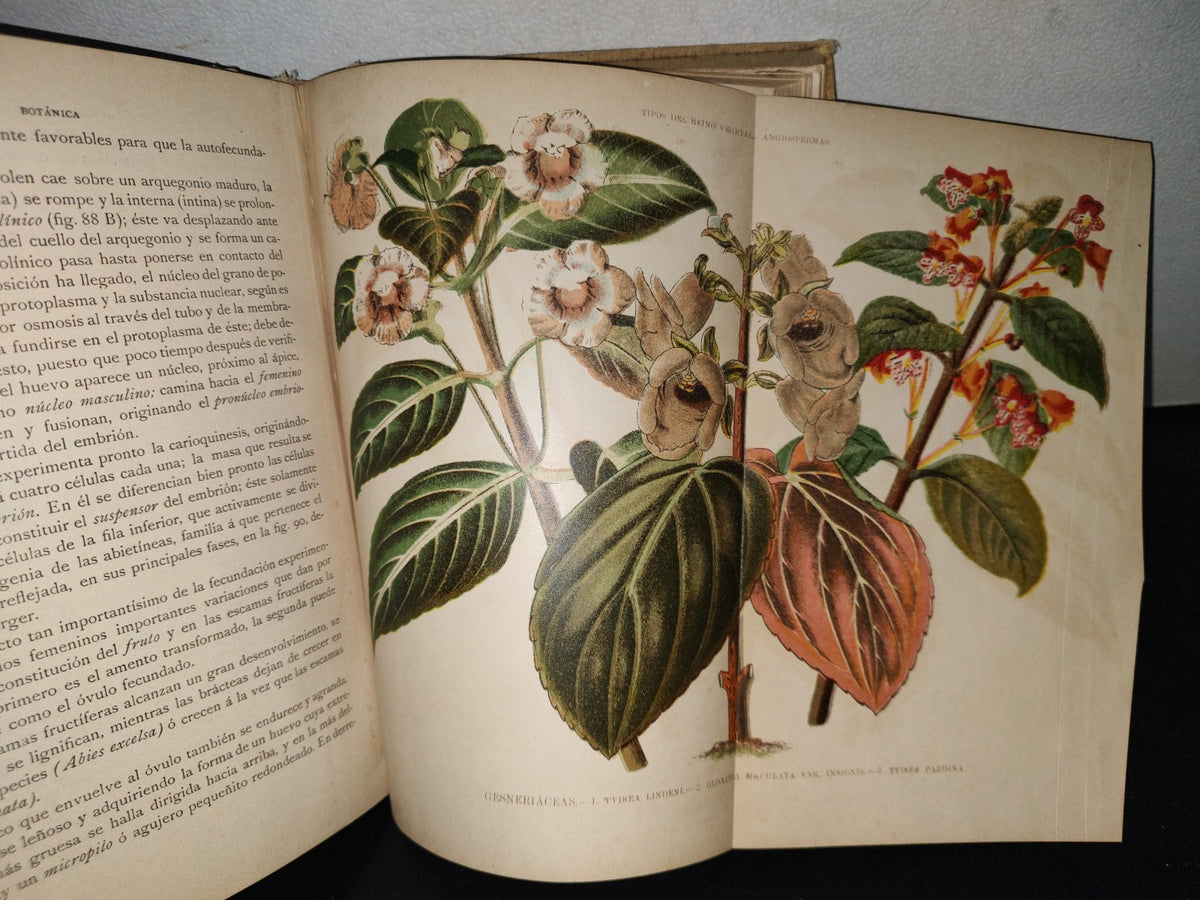 64- Historia Natural. Botánica. Don Odón De Buen, Tomo Octavo. Botánica I - 1920