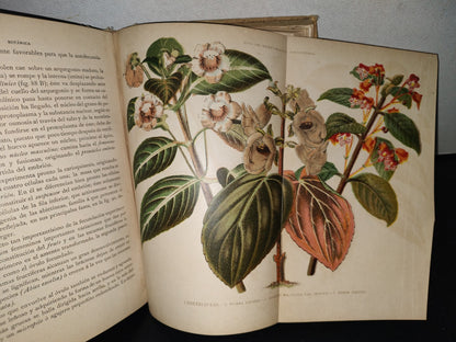 64- Historia Natural. Botánica. Don Odón De Buen, Tomo Octavo. Botánica I - 1920