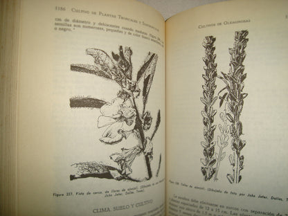 161- Cultivo Y Mejoramiento De Plantas Tropicales Y Subtropicales - J. J. Ochse, M. J. Soule, Jr. - Limusa