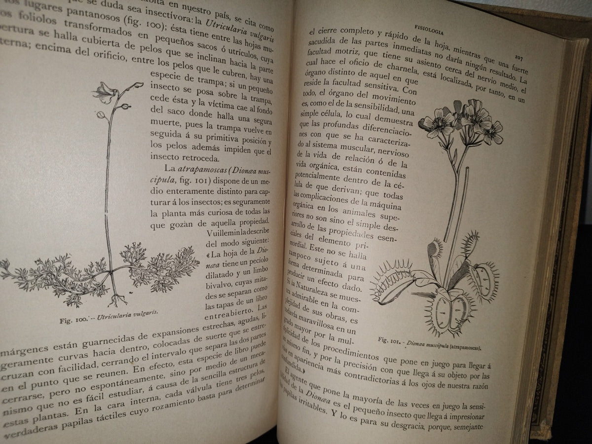 64- Historia Natural. Botánica. Don Odón De Buen, Tomo Octavo. Botánica I - 1920