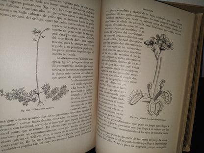 64- Historia Natural. Botánica. Don Odón De Buen, Tomo Octavo. Botánica I - 1920