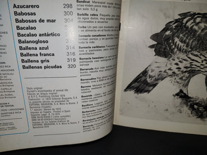 64- Gran Zoo. Enciclopedia De La Vida Animal - Bruguera - No. 13 - 1A. Edición: Febrero De 1974