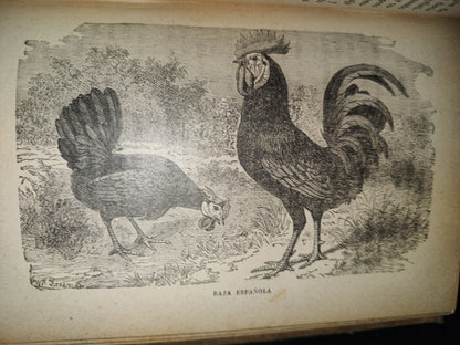 64- Los Animales De Corral - Alberto Larbalétrier - Paris, Garnier Hermanos, Libreros-Editores, 1887