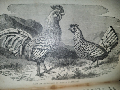 64- Los Animales De Corral - Alberto Larbalétrier - Paris, Garnier Hermanos, Libreros-Editores, 1887