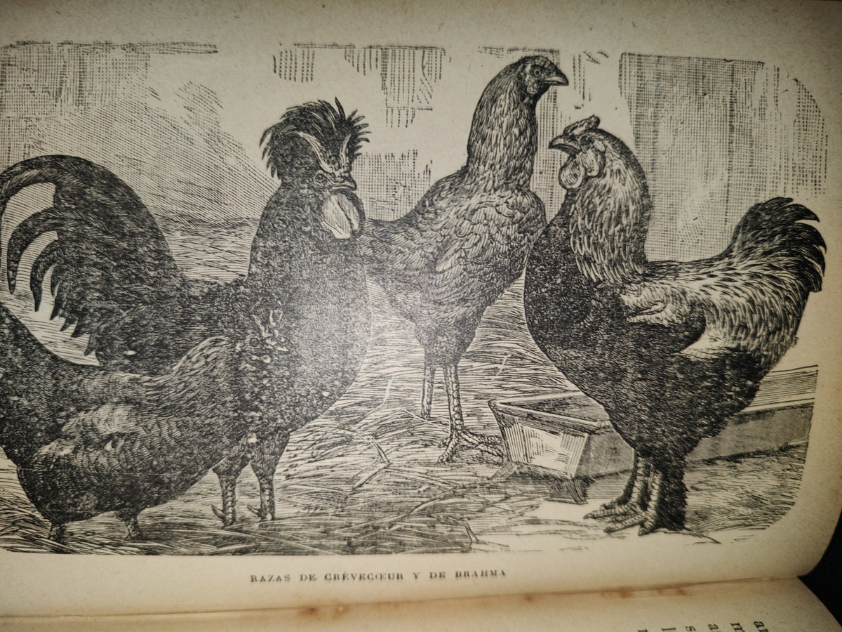 64- Los Animales De Corral - Alberto Larbalétrier - Paris, Garnier Hermanos, Libreros-Editores, 1887