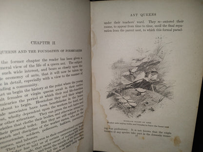211- Nature'S Craftsmen. Popular Studies Of Ants And Other Insects. Henry Christopher Mccook - 1907