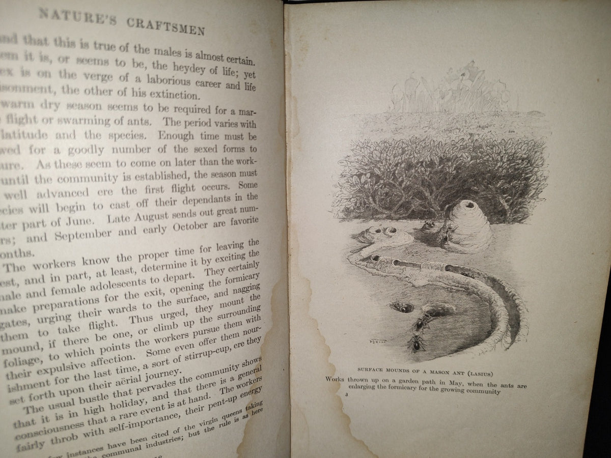 211- Nature'S Craftsmen. Popular Studies Of Ants And Other Insects. Henry Christopher Mccook - 1907