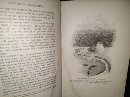 211- Nature'S Craftsmen. Popular Studies Of Ants And Other Insects. Henry Christopher Mccook - 1907