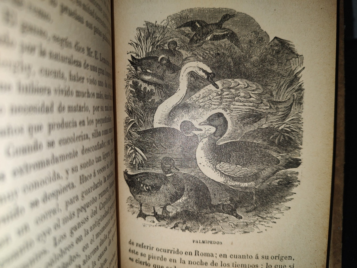 64- Los Animales De Corral - Alberto Larbalétrier - Paris, Garnier Hermanos, Libreros-Editores, 1887